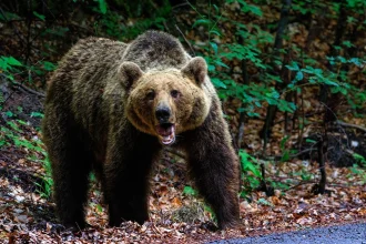 Καρπενήσι: Αρκούδα επιτέθηκε σε μελίσσια - Ανησυχία για κατοίκους και μελισσοκόμους