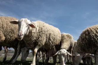 Κόκκινος συναγερμός για ευλογιά αιγοπροβάτων: Περισσότερα από 270.000 έχουν θανατωθεί - Εκτεταμένες έρευνες στην Αχαΐα
