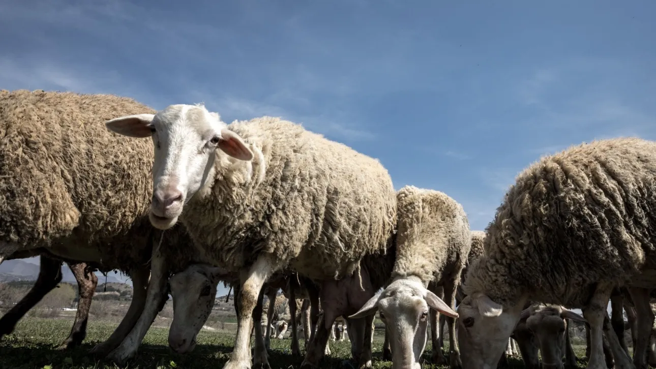 Κόκκινος συναγερμός για ευλογιά αιγοπροβάτων: Περισσότερα από 270.000 έχουν θανατωθεί - Εκτεταμένες έρευνες στην Αχαΐα