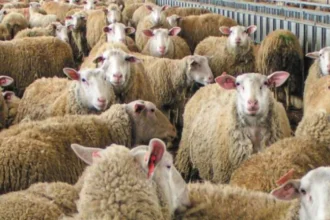 Νέα Μανωλάδα: Συναγερμός για πιθανά κρούσματα ευλογιάς σε αιγοπρόβατα