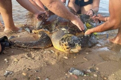Ηλεία: Διάσωση δύο θαλάσσιων χελωνών στην παραλία Κουνουπελίου