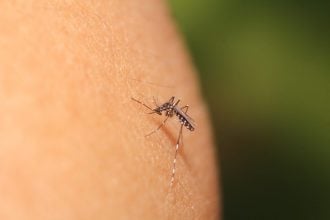 Ιός του Δυτικού Νείλου: Τέσσερα νέα κρούσματα την τελευταία εβδομάδα