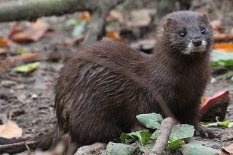 Μινκ επιτέθηκε και ακρωτηρίασε το χέρι κατάκοιτης ηλικιωμένης