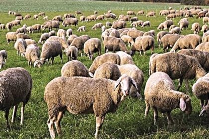 Ευλογιά αιγοπροβάτων: Αυτά είναι τα μέτρα για τον περιορισμό της νόσου - Τι να κάνουν οι κτηνοτρόφοι
