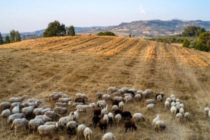Ευλογιά των αιγοπροβάτων: Θανατώθηκε άλλη μια εκτροφή στην Αιτωλοακαρνανία
