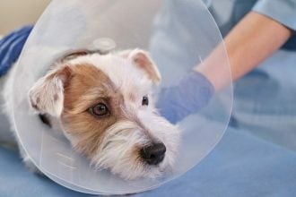 Φόλες: Τι είναι και πώς λειτουργούν - Τα 3 πιο συχνά είδη