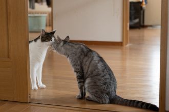 Τα 7 σημάδια που δείχνουν ότι η γάτα σας θέλει να υιοθετήσετε και άλλη γάτα