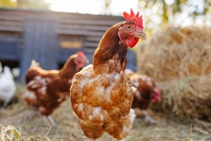 6 άγνωστα και απίστευτα πράγματα για τις κότες και τους κόκορες