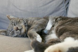 Ποιοι μπορεί να είναι οι λόγοι που μια γάτα τινάζεται στον ύπνο της