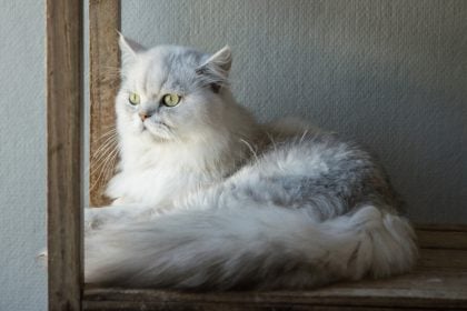 Αλτσχάιμερ στα ζώα: Τι πρέπει να γνωρίζετε για το Σύνδρομο Γνωστικής Δυσλειτουργίας σε σκύλους και γάτες