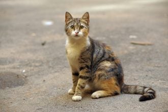 Δείτε τι κάνει μια γάτα που χάνεται από το σπίτι της