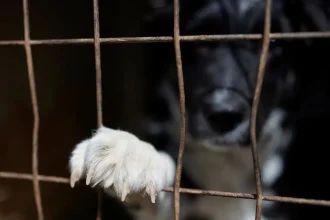 Καλάβρυτα: «Το σκυλί ήταν γεμάτο λάσπες και σε κακή κατάσταση» - Τι λέει η 60χρονη που κατήγγειλε τον ηγούμενο της Μονής Σπηλαίου για κακοποίηση ζώου