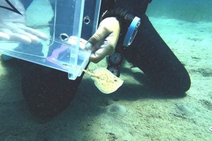 Ένα μικρό σαλάχι από το ενυδρείο στη θάλασσα - Πρώτη επιτυχής εκκόλαψη σαλαχιού στην Ελλάδα