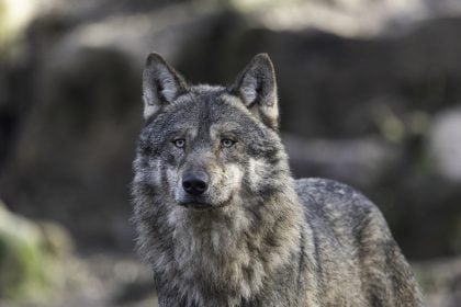 Χαλκιδική: Τουρίστρια κατήγγειλε ότι η 5χρονη κόρη της δέχτηκε επίθεση από λύκο 