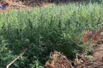 Στη φυλακή και οι τρεις συλληφθέντες για τη χασισοφυτεία-"μαμούθ" που "ξετρύπωσε" η Ασφάλεια Πατρών στο Μεσολόγγι