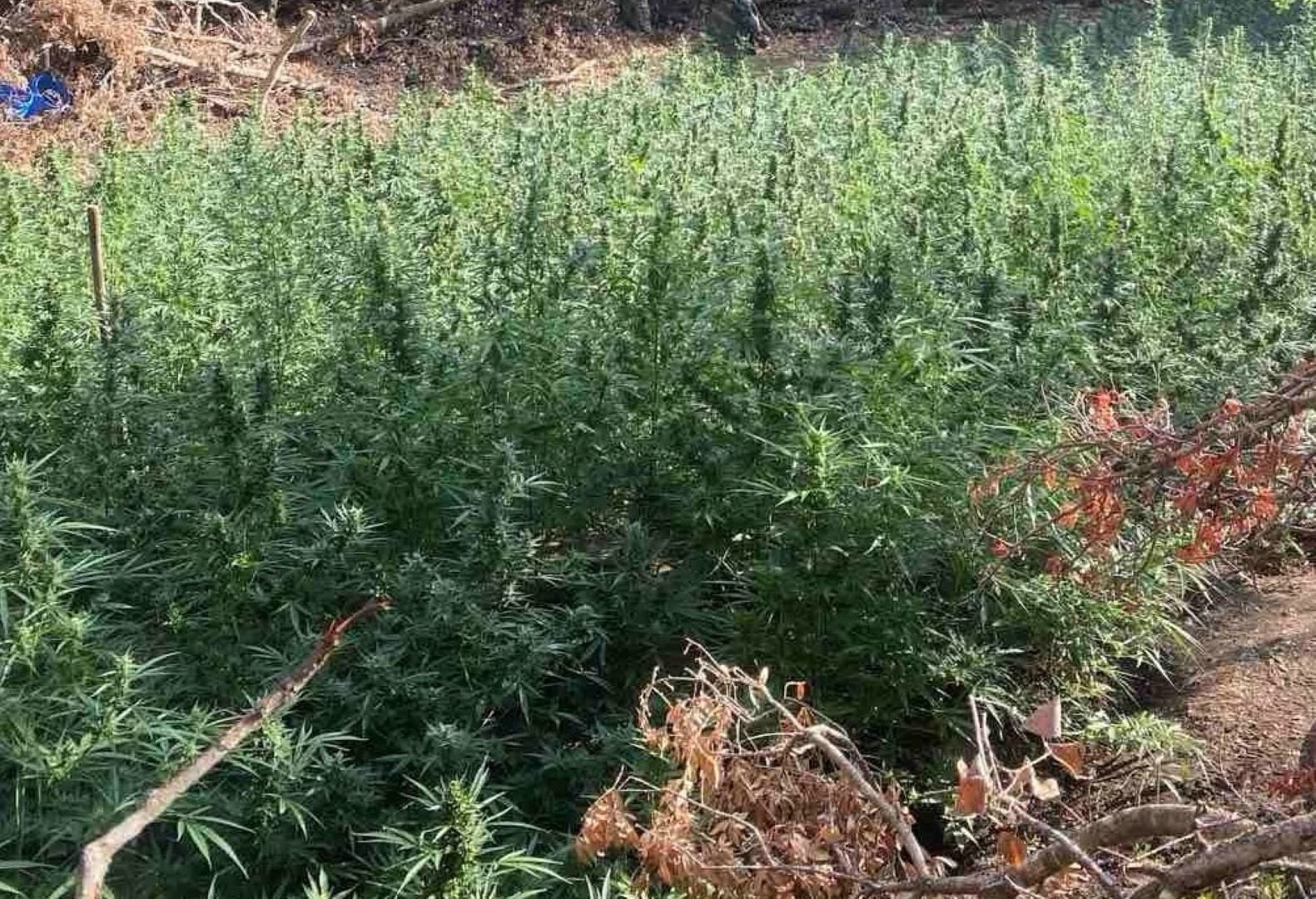 Στη φυλακή και οι τρεις συλληφθέντες για τη χασισοφυτεία-"μαμούθ" που "ξετρύπωσε" η Ασφάλεια Πατρών στο Μεσολόγγι