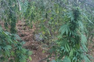 Δυτ. Ελλάδα: Αστυνομικοί πέρασαν χειροπέδες σε ...καλλιεργητή - Τα τρία μέτρα έφθαναν τα χασισόδενδρα