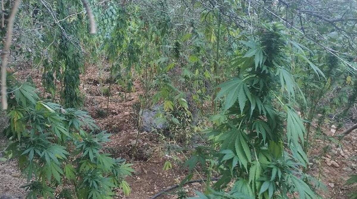Δυτ. Ελλάδα: Αστυνομικοί πέρασαν χειροπέδες σε ...καλλιεργητή - Τα τρία μέτρα έφθαναν τα χασισόδενδρα