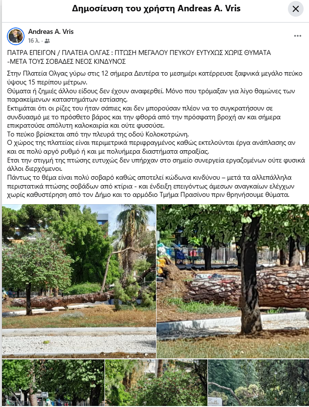 Πάτρα: Κατέρρευσε πεύκο 15 μέτρων στην Πλατεία Όλγας - ΦΩΤΟ