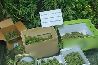 Αγρίνιο: Χειροπέδες για διακίνηση, καλλιέργεια και κατοχή ναρκωτικών - Οι αστυνομικοί βρήκαν φούντες στα αυγά