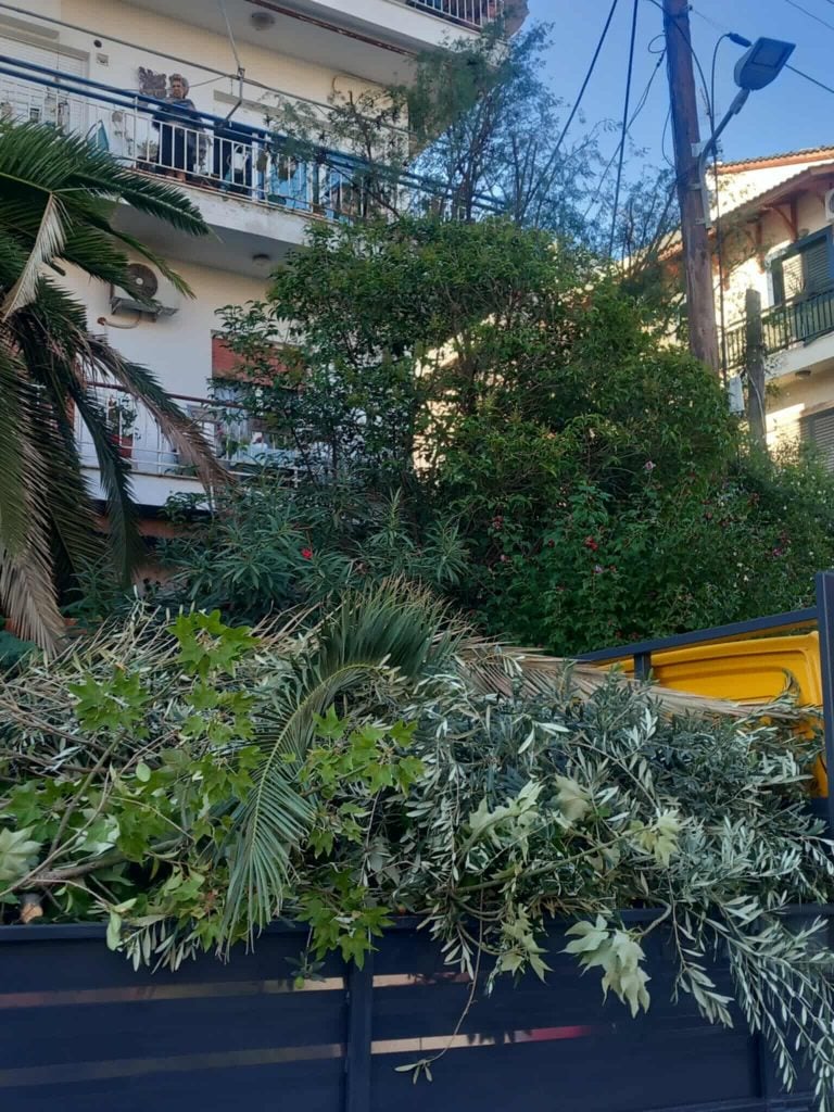 ΑΠΙΣΤΕΥΤΟ - Πάτρα: Συνεργείο του ΔΕΔΔΗΕ μπήκε σε αυλή σπιτιού και έκοψε φοίνικα γιατί εμπόδιζε καλώδια! ΦΩΤΟ