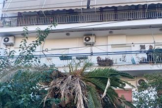 ΑΠΙΣΤΕΥΤΟ - Πάτρα: Συνεργείο του ΔΕΔΔΗΕ μπήκε σε αυλή σπιτιού και έκοψε φοίνικα γιατί εμπόδιζε καλώδια! ΦΩΤΟ