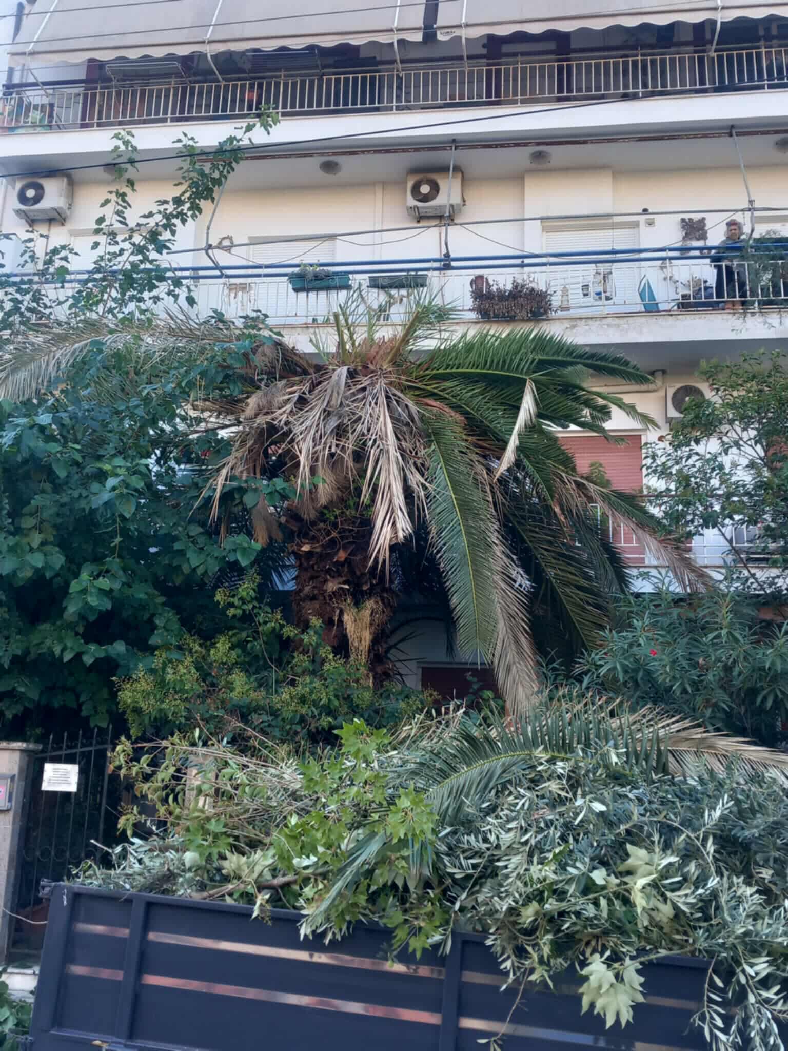 ΑΠΙΣΤΕΥΤΟ - Πάτρα: Συνεργείο του ΔΕΔΔΗΕ μπήκε σε αυλή σπιτιού και έκοψε φοίνικα γιατί εμπόδιζε καλώδια! ΦΩΤΟ