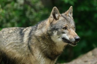 Οι λύκοι επιστρέφουν: Πώς εξηγείται το φαινόμενο - Τι κάνουμε σε πιθανό τετ α τετ