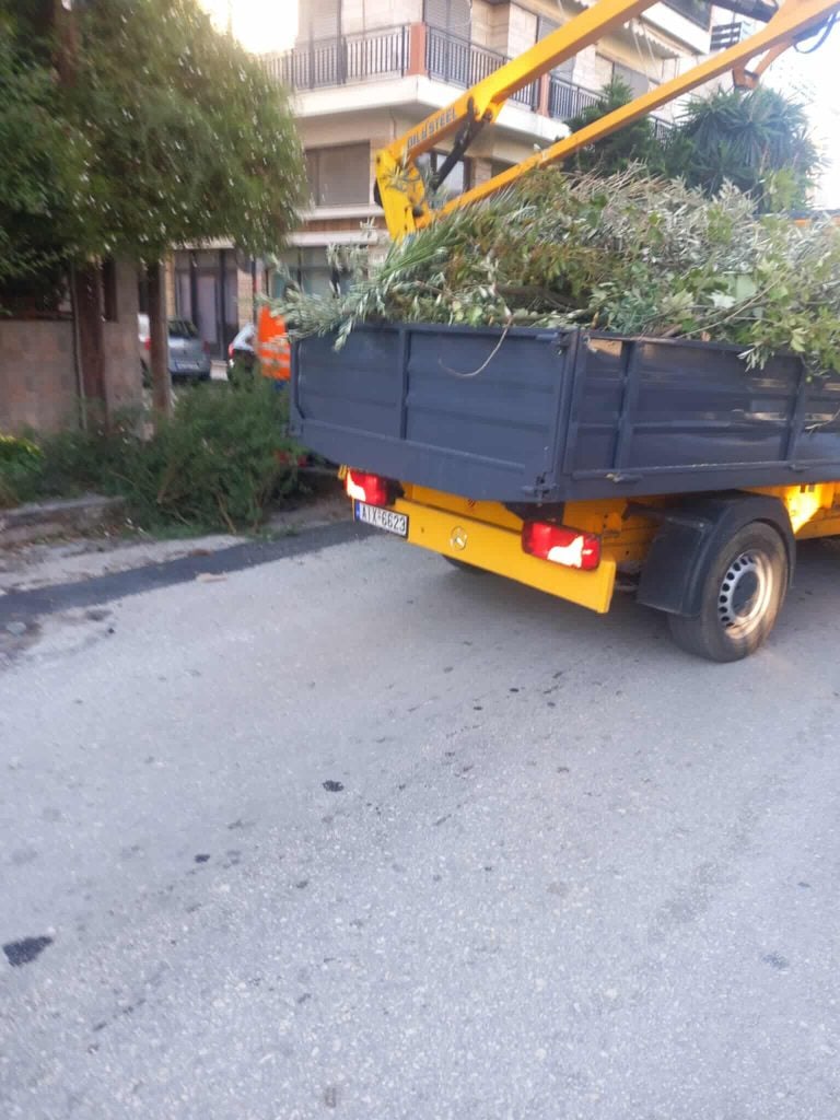 ΑΠΙΣΤΕΥΤΟ - Πάτρα: Συνεργείο του ΔΕΔΔΗΕ μπήκε σε αυλή σπιτιού και έκοψε φοίνικα γιατί εμπόδιζε καλώδια! ΦΩΤΟ