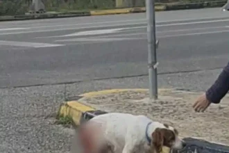 Φιλοζωική Ηλείας: “Δεν αναφέρθηκε ποτέ σεξουαλική κακοποίηση του σκύλου”