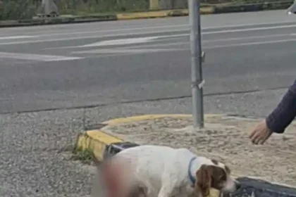 Φιλοζωική Ηλείας: “Δεν αναφέρθηκε ποτέ σεξουαλική κακοποίηση του σκύλου”