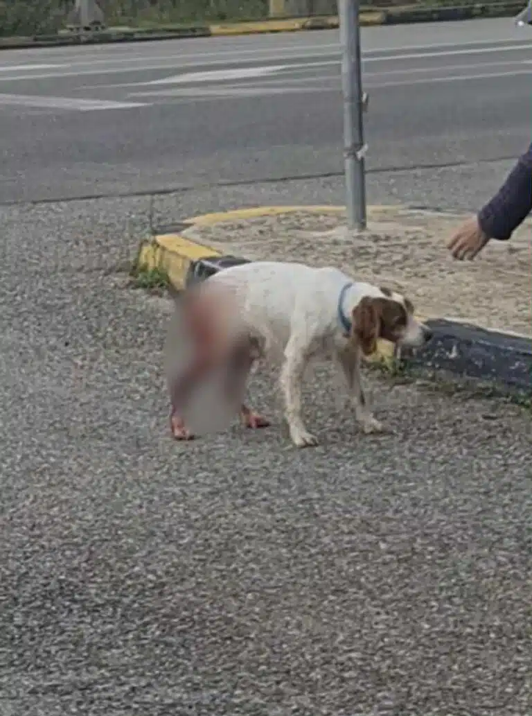 Φιλοζωική Ηλείας: “Δεν αναφέρθηκε ποτέ σεξουαλική κακοποίηση του σκύλου”