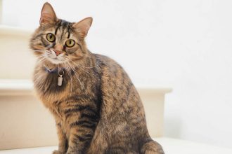 Τι βλέπει η γάτα σας όταν κοιτάζει το πρόσωπό σας