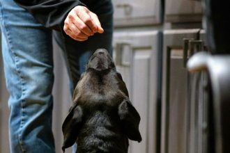 Το απόλυτο κόλπο για να δώσετε στον σκύλο σας ένα χάπι