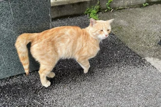 Πώς θα καταλάβετε ότι η γάτα σας έχει σπάσει την ουρά της