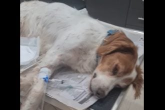 Ηλεία: Αμοιβή για να βρεθεί ο δράστης που κακοποίησε τον σκύλο – Βρέθηκε ο ιδιοκτήτης του