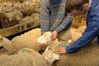 Θερίζει η ευλογιά των αιγοπροβάτων – 57.000 ζώα έχουν θανατωθεί στην Κεντρική Μακεδονία