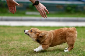 Μήπως ο σκύλος σας δεν σας συμπαθεί αρκετά; Πώς θα το καταλάβετε
