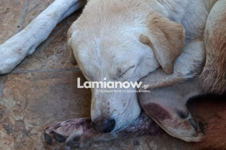 Καμένα Βούρλα: Πυροβόλησαν σκύλο με δεκάδες σκάγια - Τον βρήκαν αιμόφυρτο οι ιδιοκτήτες του