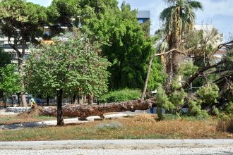 Πάτρα: Κατέρρευσε πεύκο 15 μέτρων στην Πλατεία Όλγας - ΦΩΤΟ