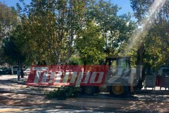 Πάτρα: Απίστευτο περιστατικό - Κλάδευαν δένδρα χτυπώντας τα κλαδιά με "κουτάλα"