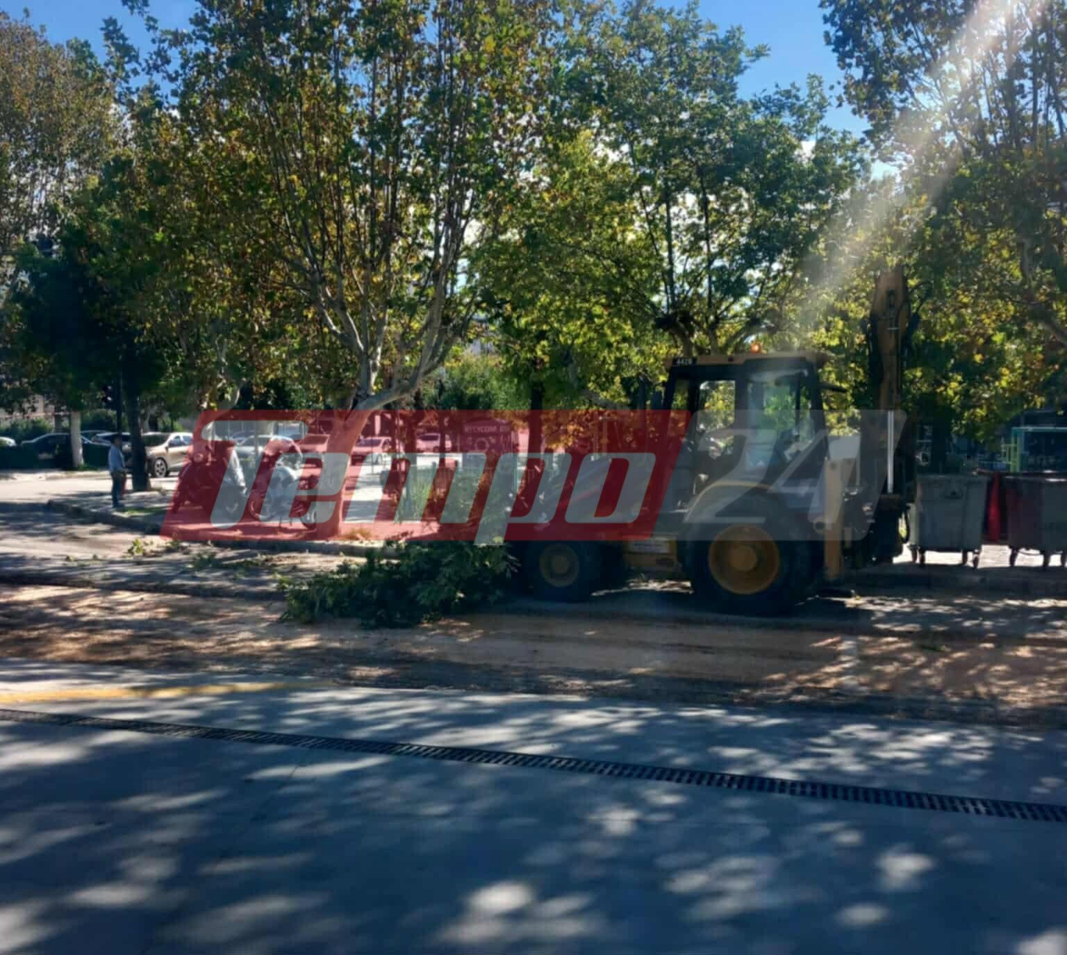 Πάτρα: Απίστευτο περιστατικό - Κλάδευαν δένδρα χτυπώντας τα κλαδιά με "κουτάλα"