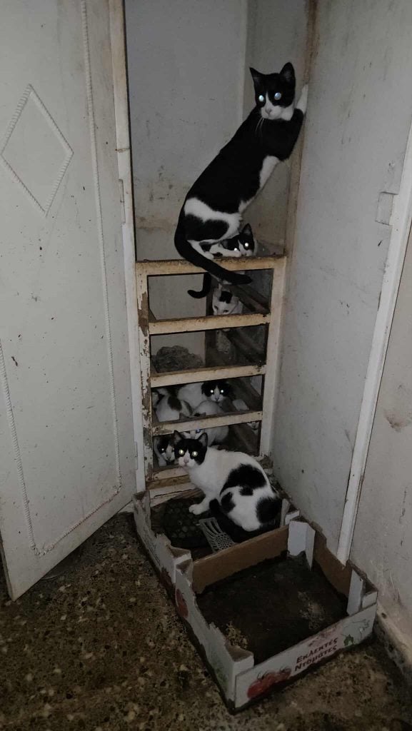 Πάτρα: Είχε κλειδώσει σε σκοτεινό δωμάτιο 28 γάτες - Παρέμβαση εισαγγελέα ΦΩΤΟ