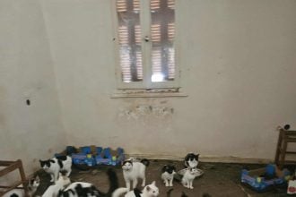 Πάτρα: Είχε κλειδώσει σε σκοτεινό δωμάτιο 28 γάτες - Παρέμβαση εισαγγελέα ΦΩΤΟ