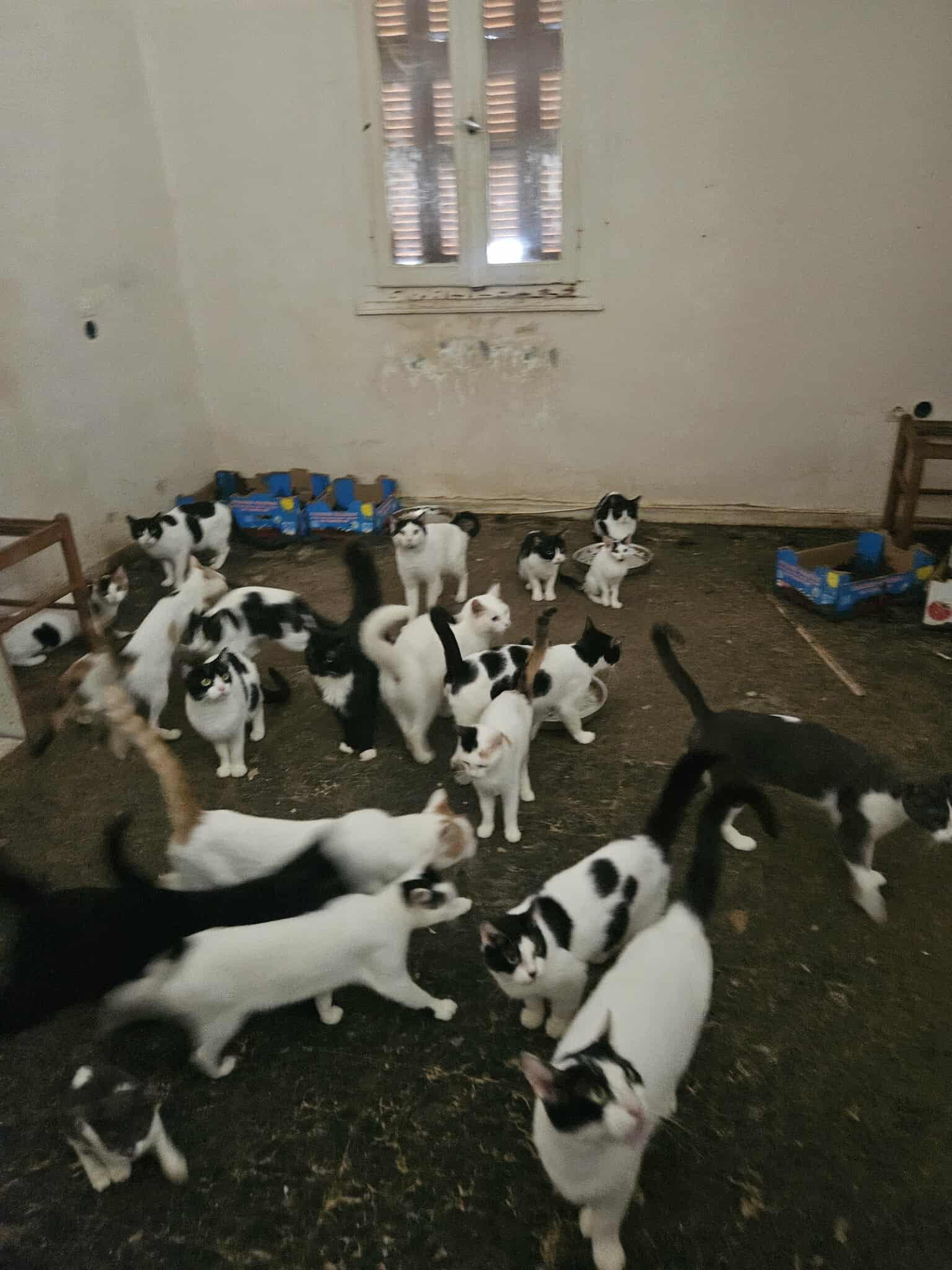 Πάτρα: Είχε κλειδώσει σε σκοτεινό δωμάτιο 28 γάτες - Παρέμβαση εισαγγελέα ΦΩΤΟ