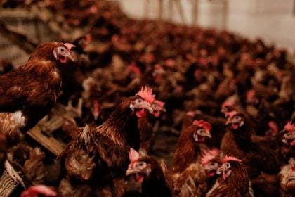 Επιδημία γρίπης των πτηνών εντοπίστηκε στην Ολλανδία: Μαζική θανάτωση 71.000 κοτόπουλων