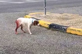 Φρίκη στην Ηλεία: Καταγγελία για βασανισμό και μαρτυρική σεξουαλική κακοποίηση σκύλου - Επικήρυξαν τον δράστη (ΦΩΤΟ)