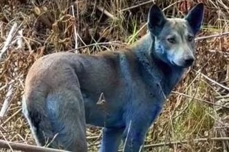 Το μυστήριο των μπλε σκύλων που εμφανίστηκαν στην περιοχή της πυρηνικής καταστροφής του Τσερνόμπιλ