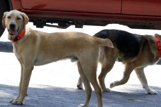 Ασυνείδητοι έριξαν φόλες
