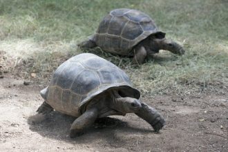 Οι γιγάντιες χελώνες Αλντάμπρα «επιστρέφουν» στις Σεϋχέλλες